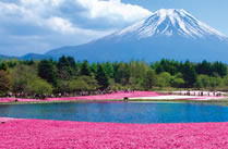 富士芝桜まつり