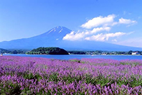 ハーブフェスティバル