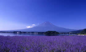 ブルーベリーの里 河口湖自然生活館