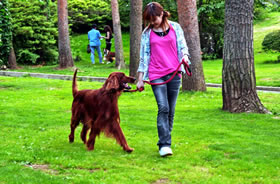 富士すばるランド ドギーパーク