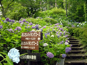 天上山あじさいハイキングコース